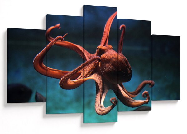 Kép - Octopus (150x105 cm)
