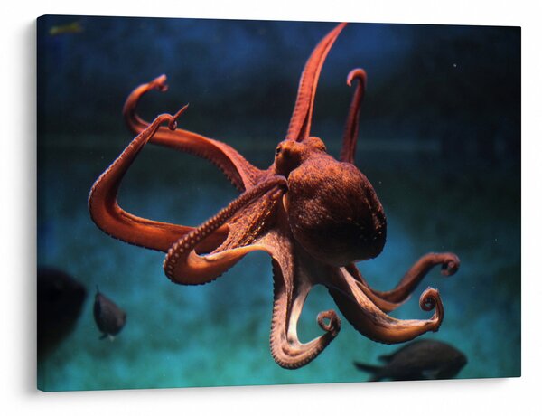 Kép - Octopus (70x50 cm)