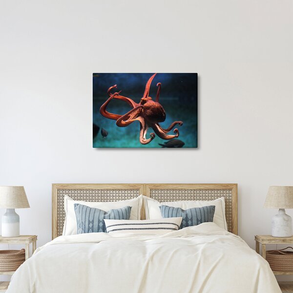 Kép - Octopus (70x50 cm)