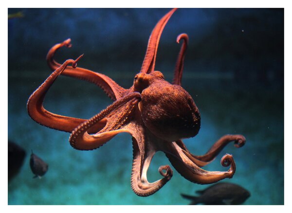 Kép - Octopus (70x50 cm)