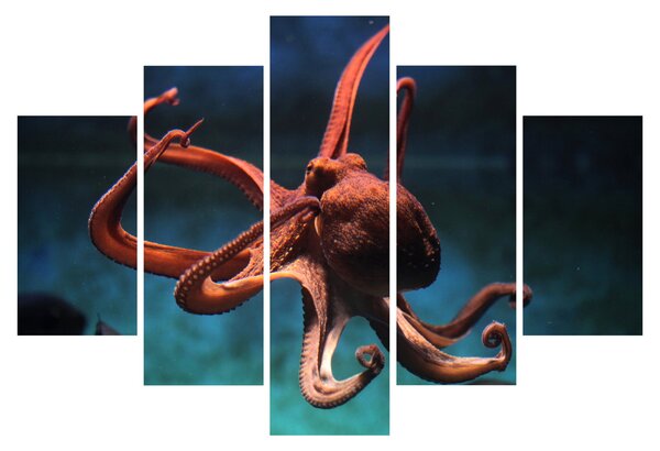 Kép - Octopus (150x105 cm)