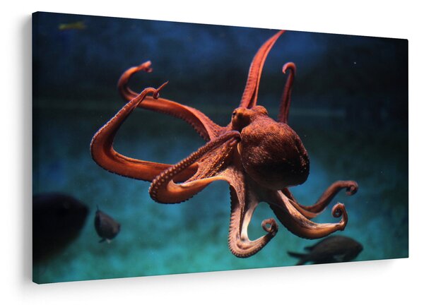 Kép - Octopus (90x60 cm)