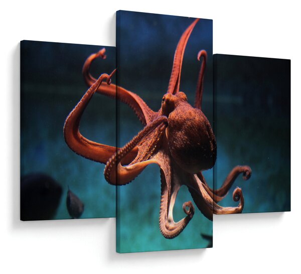 Kép - Octopus (90x60 cm)