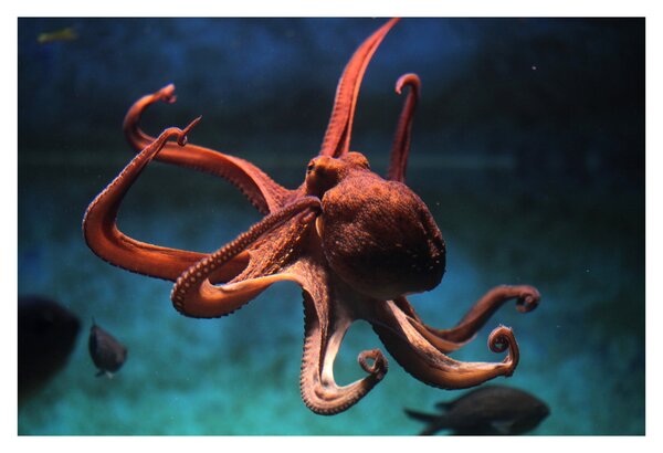 Kép - Octopus (90x60 cm)