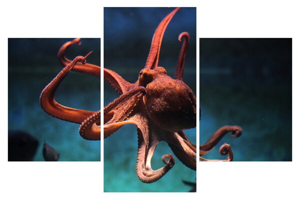 Kép - Octopus (90x60 cm)