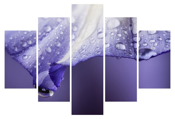 Kép - Szirom cseppekkel (150x105 cm)