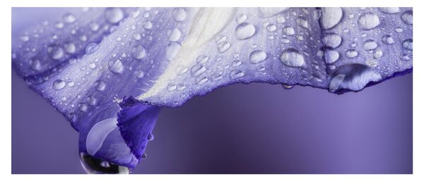 Kép - Szirom cseppekkel (120x50 cm)