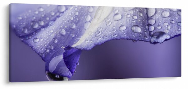Kép - Szirom cseppekkel (120x50 cm)