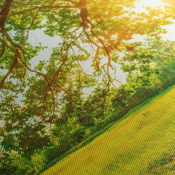 Kép - Sunny Forest (90x60 cm)