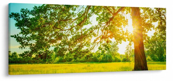 Kép - Sunny Forest (120x50 cm)