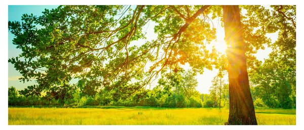 Kép - Sunny Forest (120x50 cm)