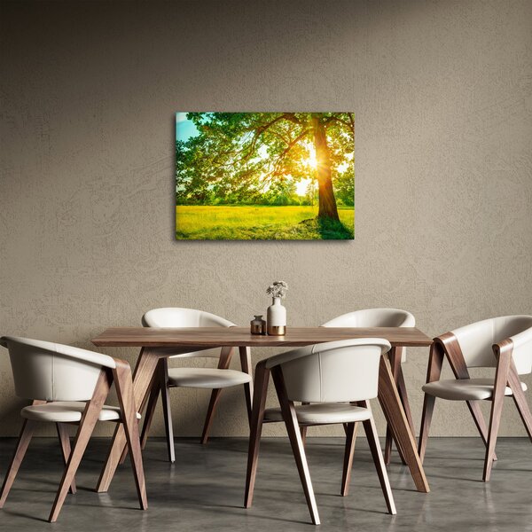 Kép - Sunny Forest (70x50 cm)