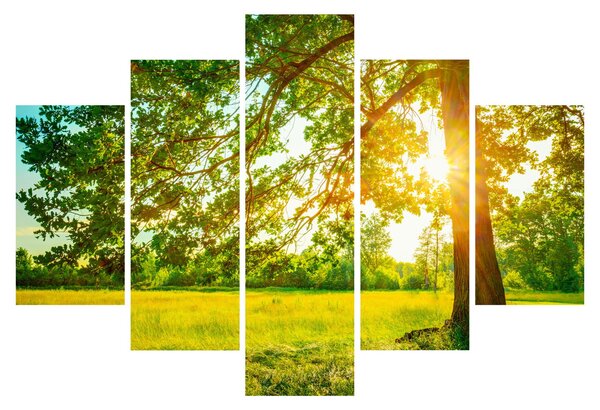 Kép - Sunny Forest (150x105 cm)