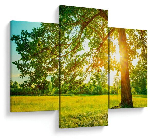 Kép - Sunny Forest (90x60 cm)