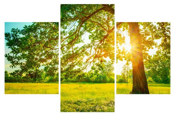 Kép - Sunny Forest (90x60 cm)