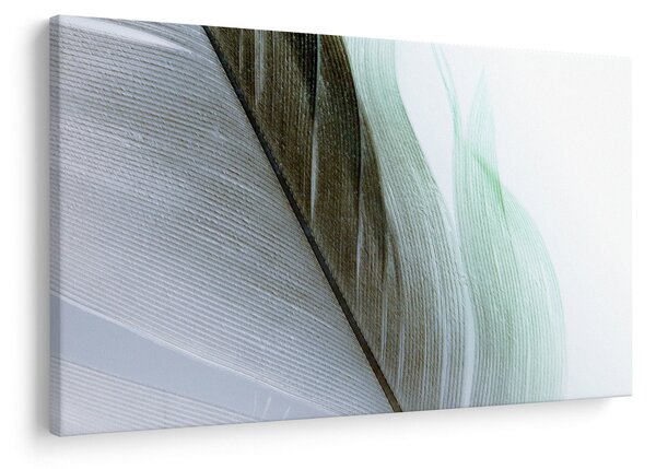 Kép - Tollak, makro (90x60 cm)