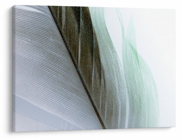 Kép - Tollak, makro (70x50 cm)