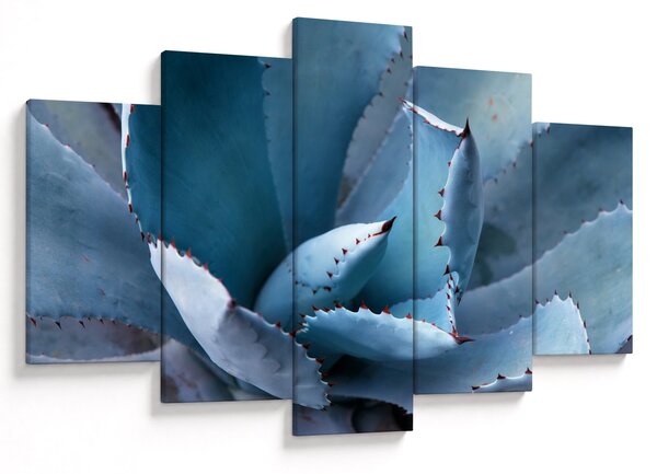 Kép - Agave (150x105 cm)