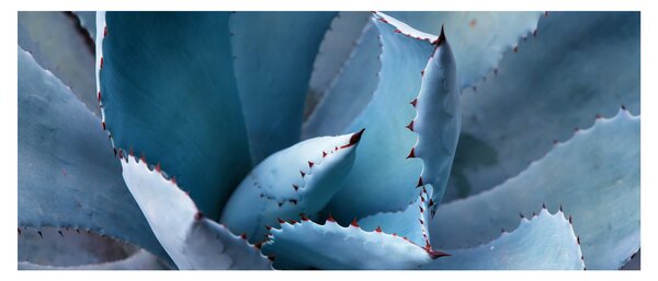Kép - Agave (120x50 cm)