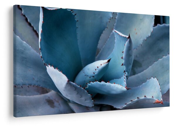 Kép - Agave (90x60 cm)