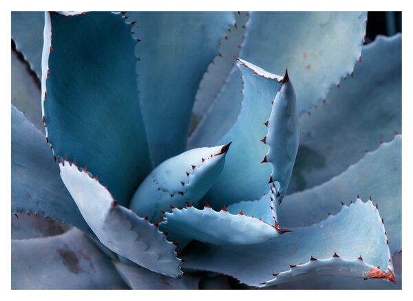 Kép - Agave (70x50 cm)