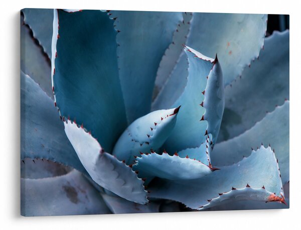 Kép - Agave (70x50 cm)
