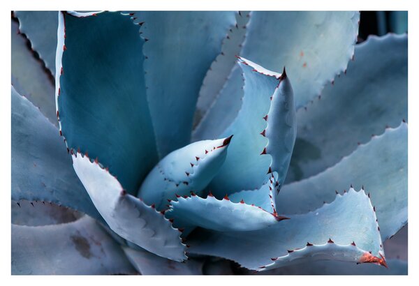Kép - Agave (90x60 cm)