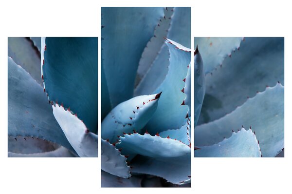 Kép - Agave (90x60 cm)