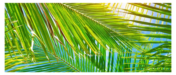 Kép - Pálmalevelek (120x50 cm)