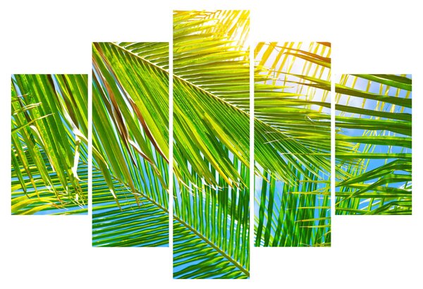 Kép - Pálmalevelek (150x105 cm)