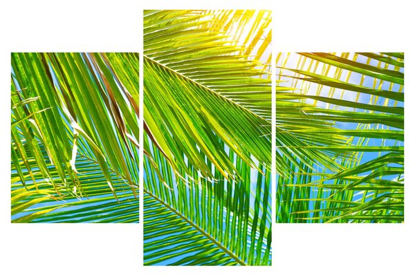 Kép - Pálmalevelek (90x60 cm)