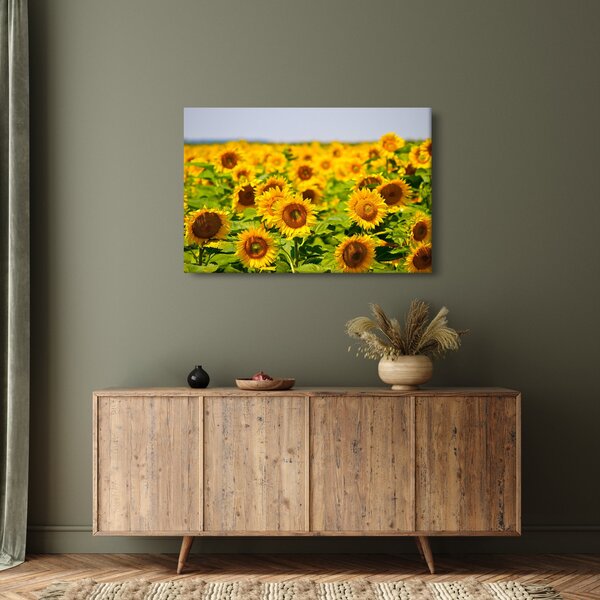 Kép - Napraforgók (90x60 cm)