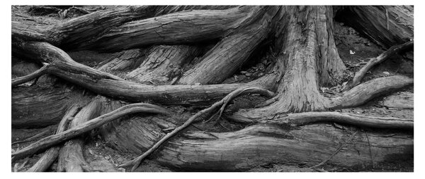 Kép - A fa gyökerei (120x50 cm)