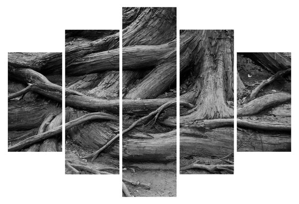 Kép - A fa gyökerei (150x105 cm)