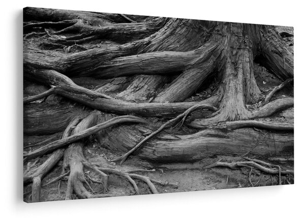 Kép - A fa gyökerei (90x60 cm)
