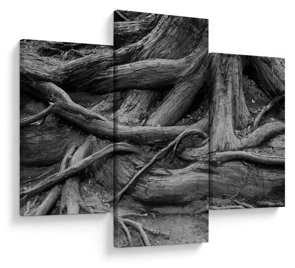Kép - A fa gyökerei (90x60 cm)