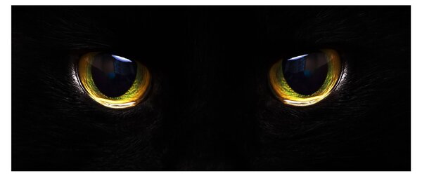 Kép - Macskaszemek (120x50 cm)