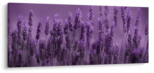 Kép - Levendula (120x50 cm)