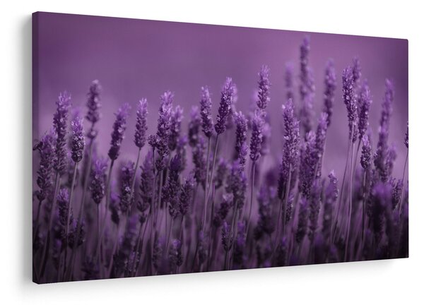 Kép - Levendula (90x60 cm)