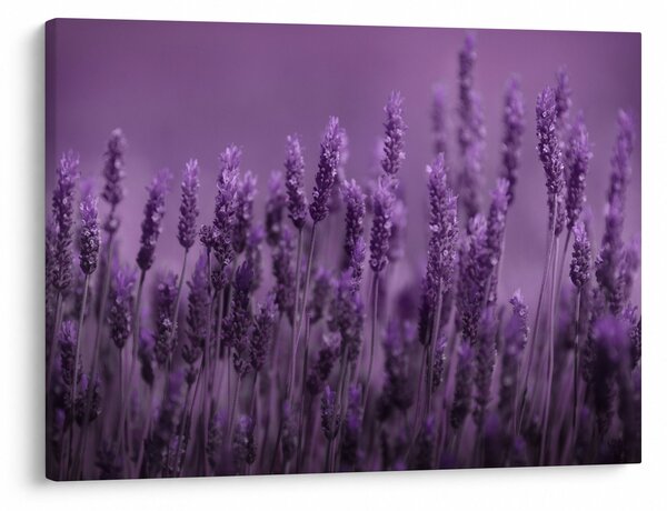 Kép - Levendula (70x50 cm)