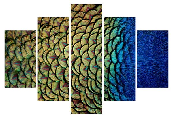Kép - Pávatollak (150x105 cm)