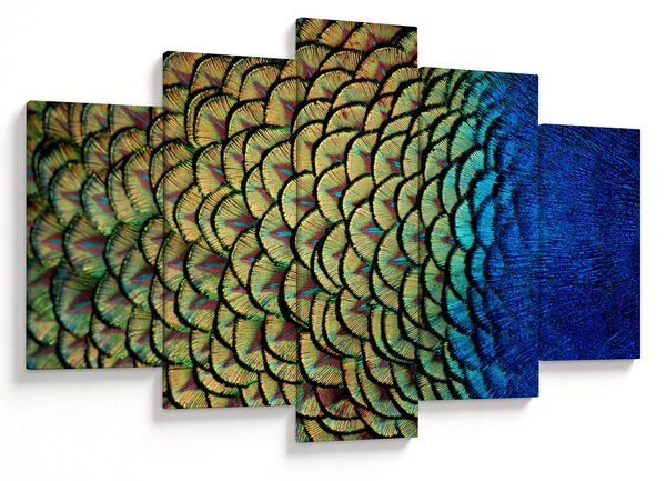 Kép - Pávatollak (150x105 cm)