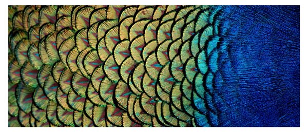 Kép - Pávatollak (120x50 cm)
