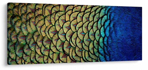 Kép - Pávatollak (120x50 cm)