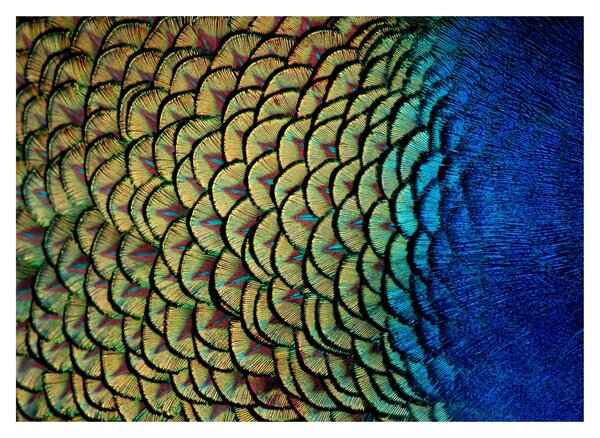 Kép - Pávatollak (70x50 cm)