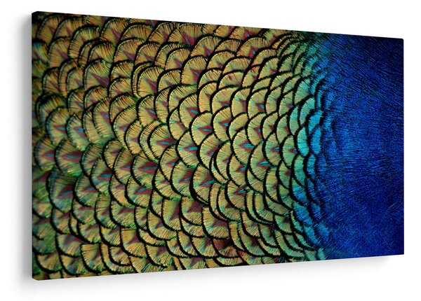 Kép - Pávatollak (90x60 cm)