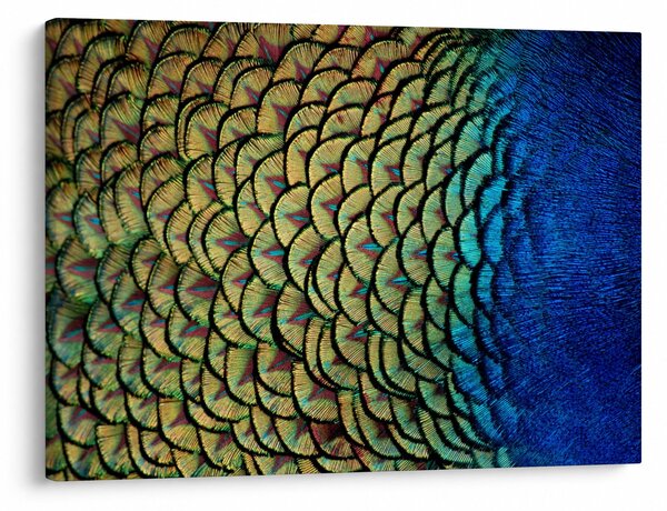Kép - Pávatollak (70x50 cm)