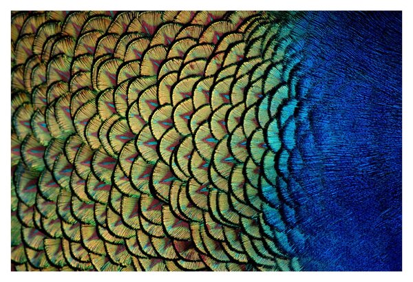 Kép - Pávatollak (90x60 cm)