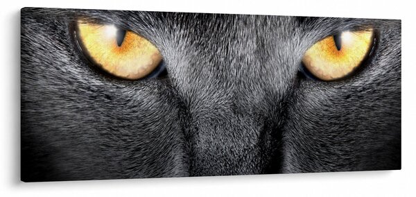 Kép - Közeli portré egy macskáról (120x50 cm)