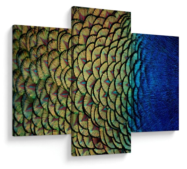 Kép - Pávatollak (90x60 cm)